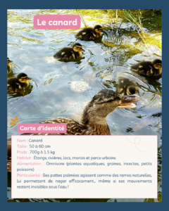 L&rsquo;animal du mois de mai : cap sur le canard avec Family And Co !