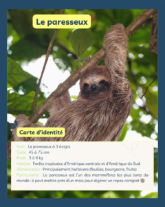 L’animal du mois de juin : le paresseux ! 🐾