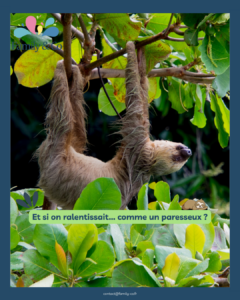 🦥 Juin : et si nous prenions exemple sur le paresseux ? 🌿