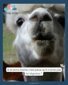 Parole d&rsquo;enfant : l&rsquo;humour et l&rsquo;imagination au rendez-vous ! 🦙💬